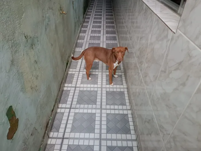 Cachorro raça SRD-ViraLata idade 3 anos nome Chorão