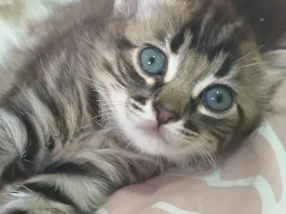 Gato raça SRD-ViraLata idade Abaixo de 2 meses nome pitoco