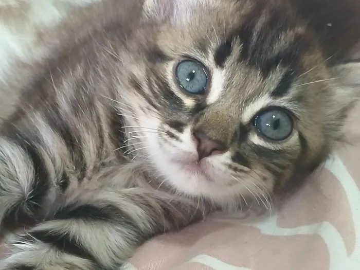 Gato raça SRD-ViraLata idade Abaixo de 2 meses nome pitoco