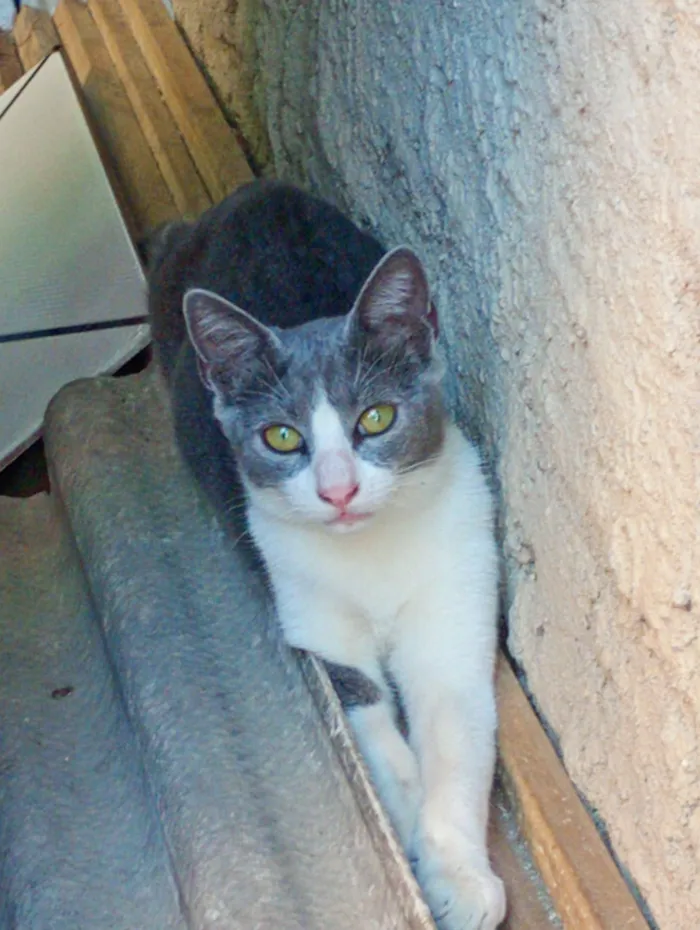 Gato raça SRD-ViraLata idade 2 a 6 meses nome João 