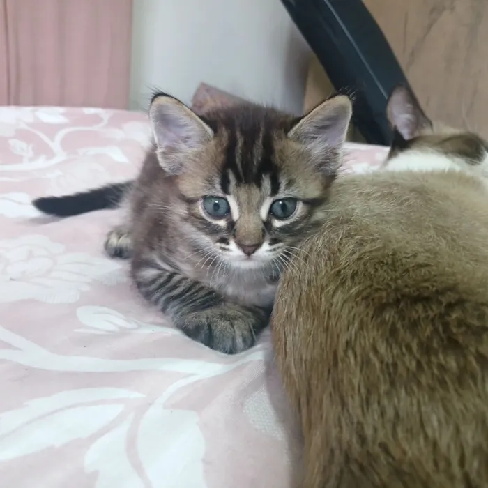 Gato raça SRD-ViraLata idade Abaixo de 2 meses nome pitoco