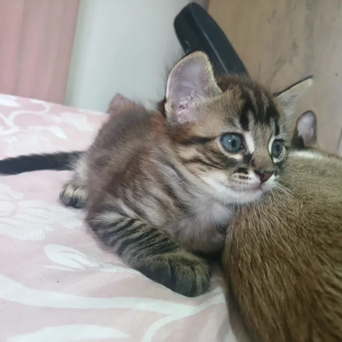 Gato raça SRD-ViraLata idade Abaixo de 2 meses nome pitoco