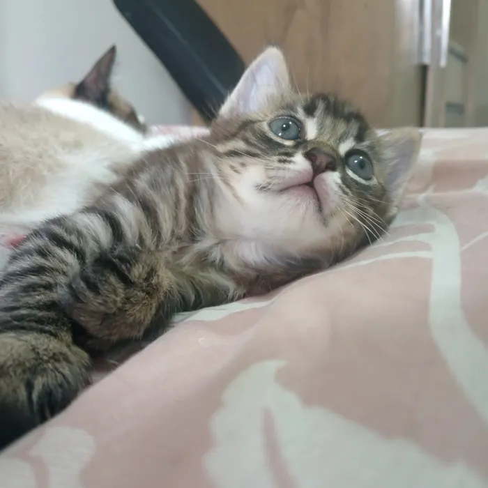 Gato raça SRD-ViraLata idade Abaixo de 2 meses nome pitoco