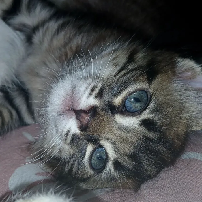 Gato raça SRD-ViraLata idade Abaixo de 2 meses nome pitoco