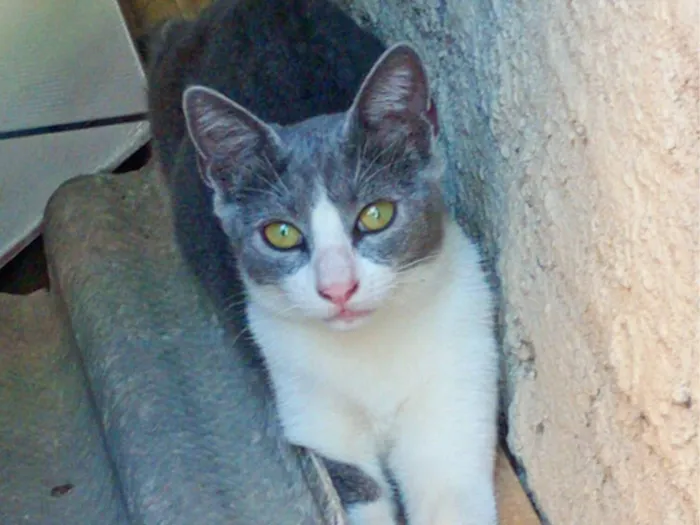 Gato raça SRD-ViraLata idade 2 a 6 meses nome João 