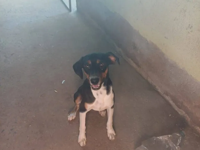 Cachorro raça SRD-ViraLata idade 7 a 11 meses nome Paçoca 