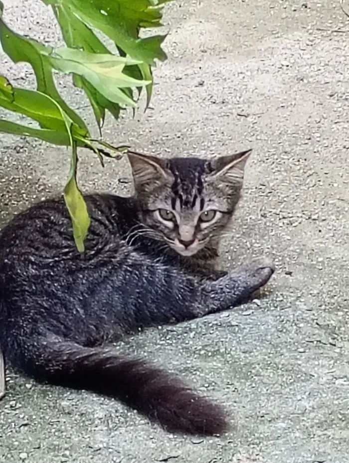 Gato raça SRD-ViraLata idade 2 a 6 meses nome Micaela
