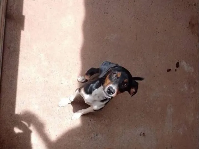 Cachorro raça SRD-ViraLata idade 7 a 11 meses nome Paçoca 