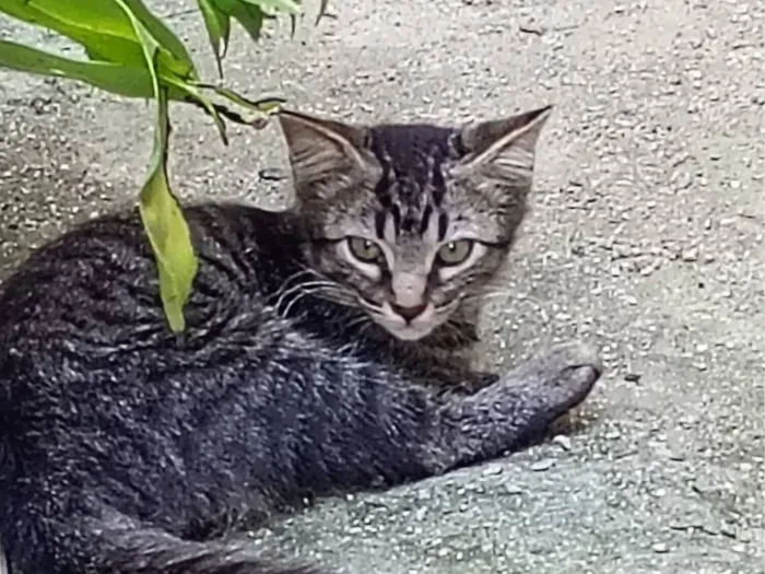 Gato raça SRD-ViraLata idade 2 a 6 meses nome Micaela