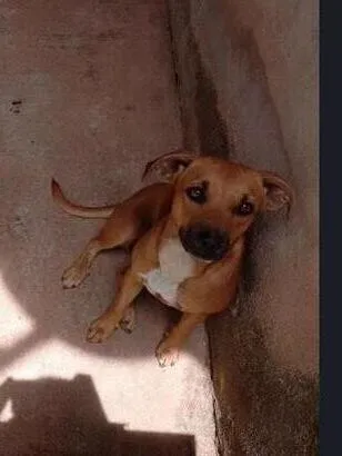 Cachorro raça SRD-ViraLata idade 1 ano nome Nina