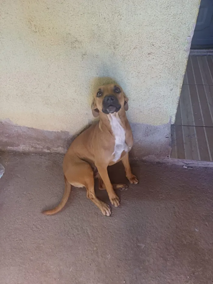 Cachorro raça SRD-ViraLata idade 1 ano nome Nina