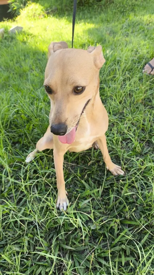 Cachorro raça SRD-ViraLata idade 2 anos nome Teresa Cristina 