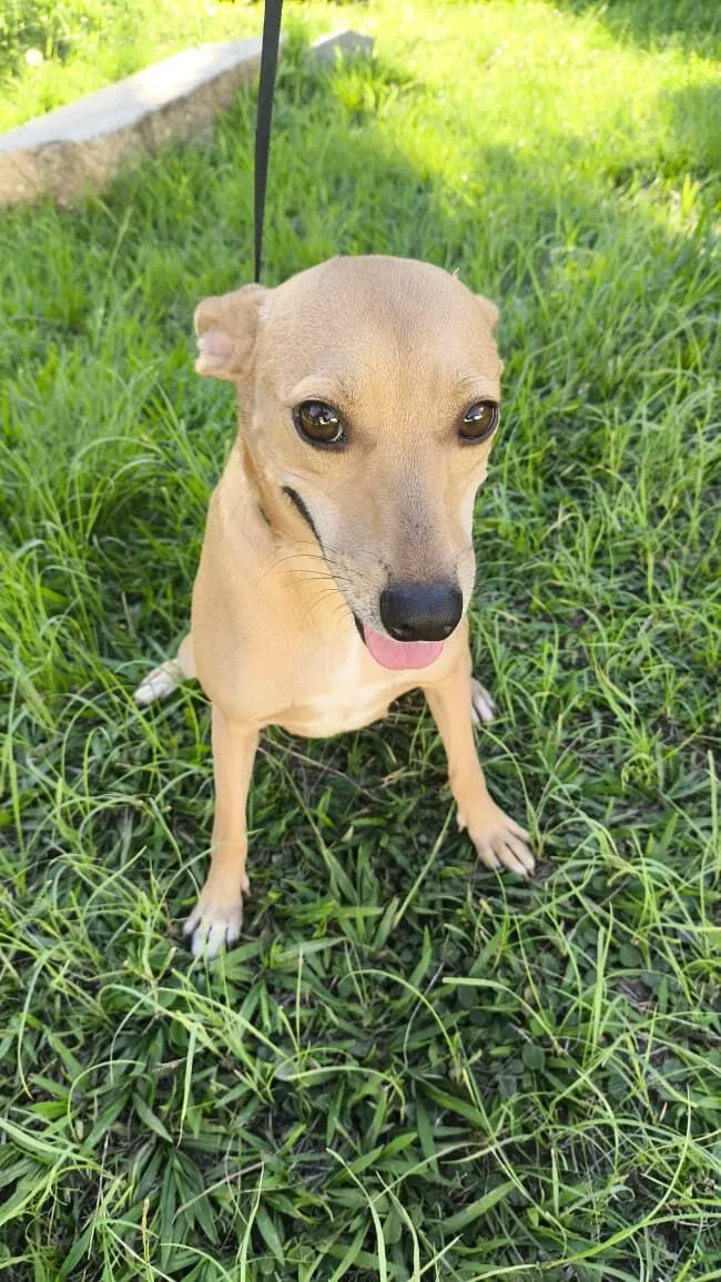 Cachorro raça SRD-ViraLata idade 2 anos nome Teresa Cristina 