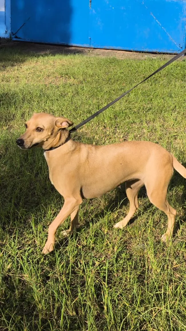 Cachorro raça SRD-ViraLata idade 2 anos nome Teresa Cristina 