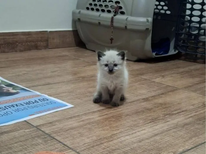 Gato raça SRD-ViraLata idade Abaixo de 2 meses nome Smoke