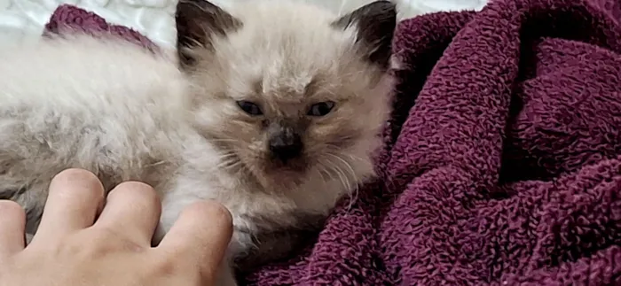 Gato raça SRD-ViraLata idade Abaixo de 2 meses nome Smoke