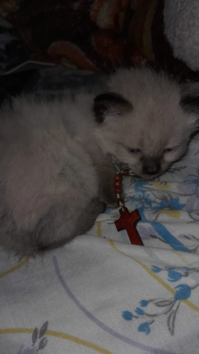 Gato raça SRD-ViraLata idade Abaixo de 2 meses nome Smoke