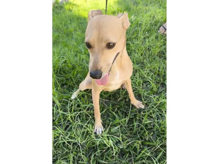 Cachorro raça SRD-ViraLata idade 2 anos nome Teresa Cristina 