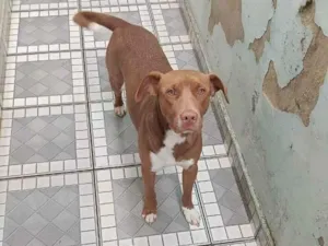 Cachorro raça SRD-ViraLata idade 3 anos nome Chorão