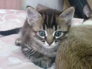 Gato raça SRD-ViraLata idade Abaixo de 2 meses nome pitoco