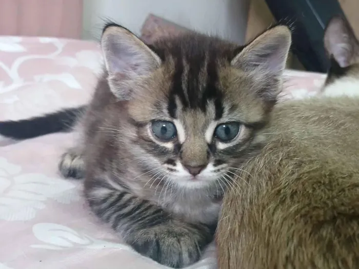 Gato raça SRD-ViraLata idade Abaixo de 2 meses nome pitoco