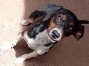 Cachorro raça SRD-ViraLata idade 7 a 11 meses nome Paçoca 