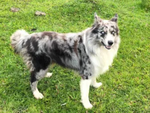 Cachorro raça Bordecollie  idade 3 anos nome Zeus