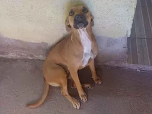 Cachorro raça SRD-ViraLata idade 1 ano nome Nina