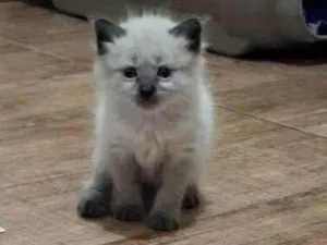 Gato raça SRD-ViraLata idade Abaixo de 2 meses nome Smoke