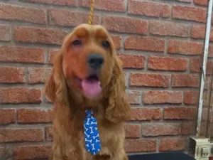 Cachorro raça Cocker idade 5 anos nome Romeu