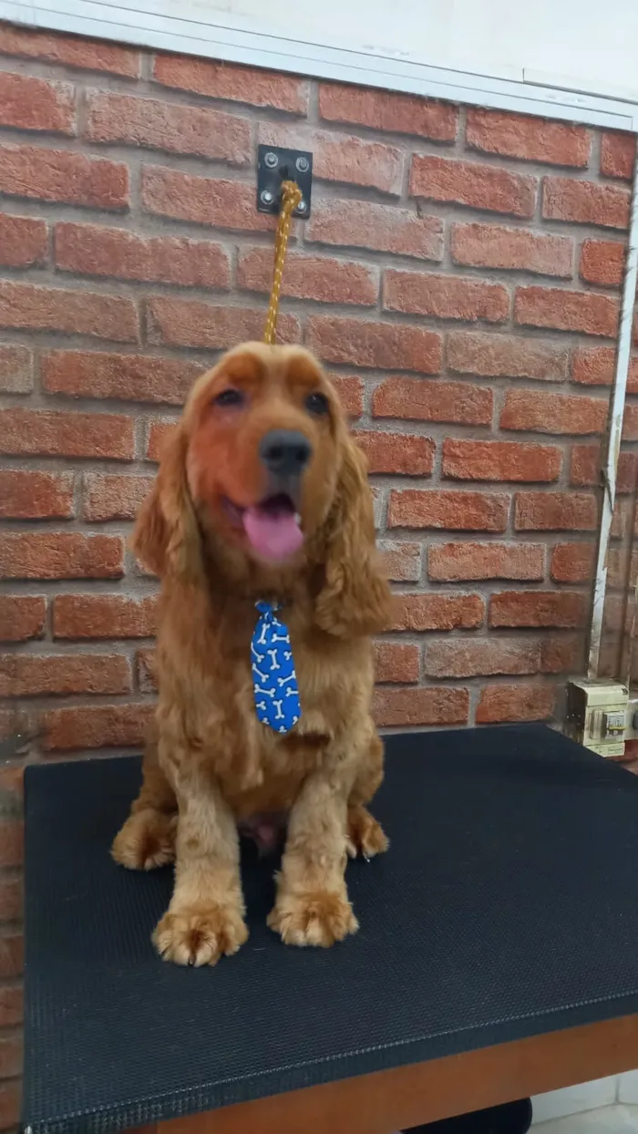 Cachorro raça Cocker idade 5 anos nome Romeu