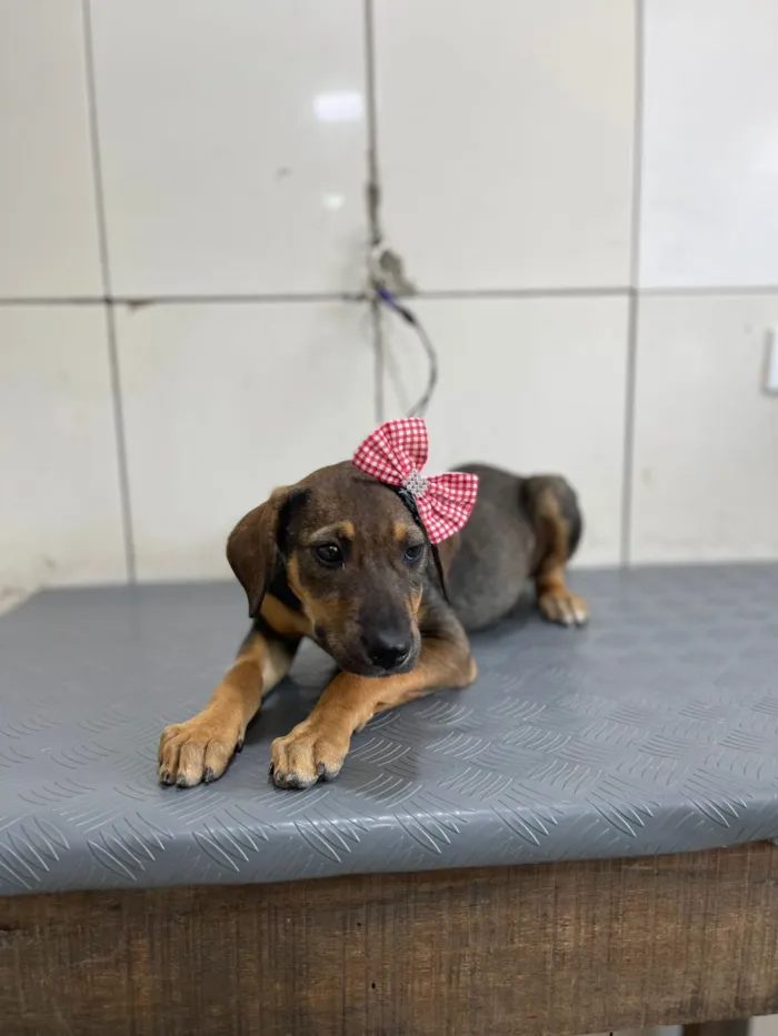 Cachorro raça SRD-ViraLata idade 2 a 6 meses nome Joelly 