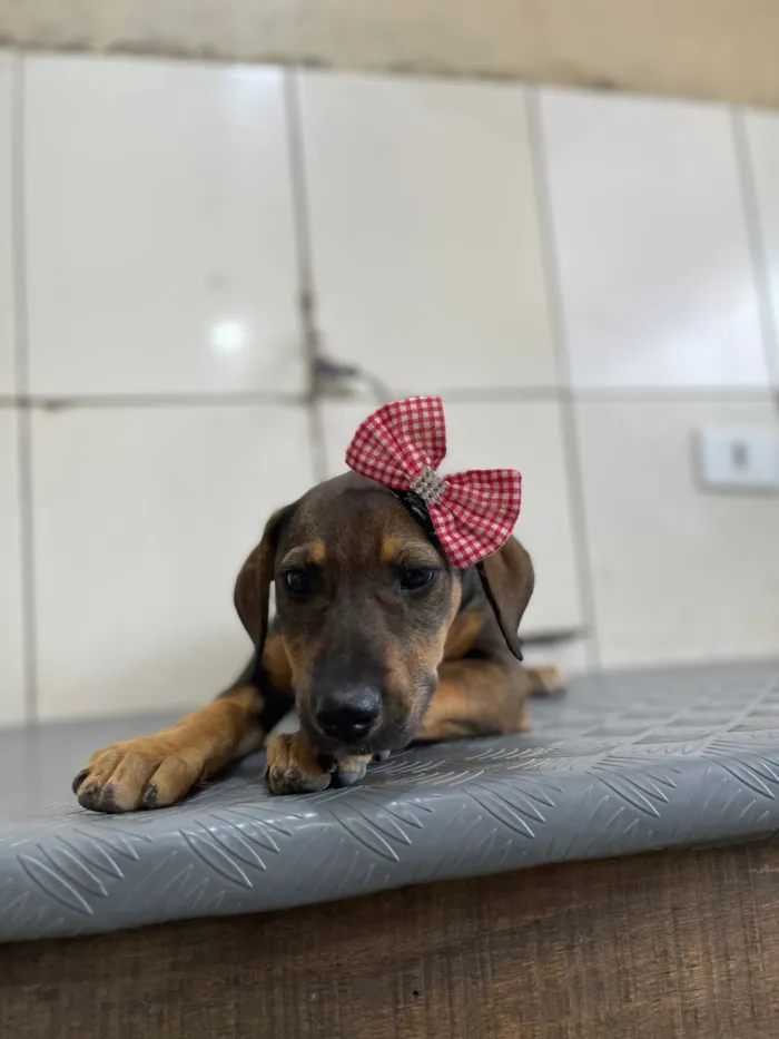 Cachorro raça SRD-ViraLata idade 2 a 6 meses nome Joelly 