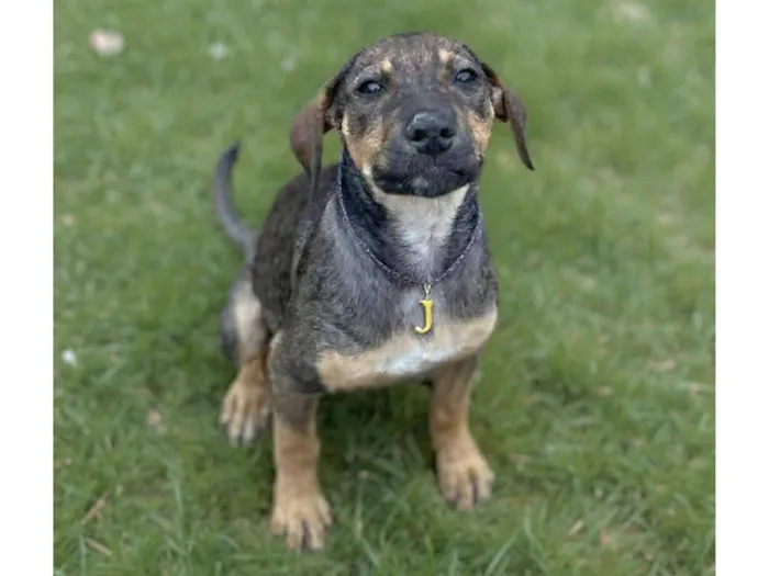 Cachorro raça SRD-ViraLata idade 2 a 6 meses nome Joelly 