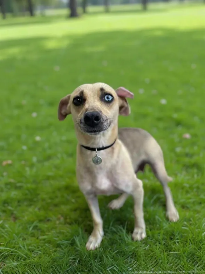 Cachorro raça SRD-ViraLata idade 1 ano nome Dora