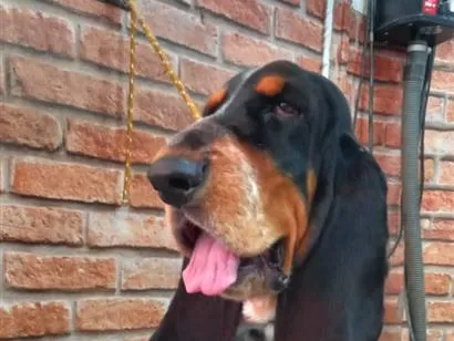 Cachorro raça Basset-Cofap idade 6 ou mais anos nome Otto