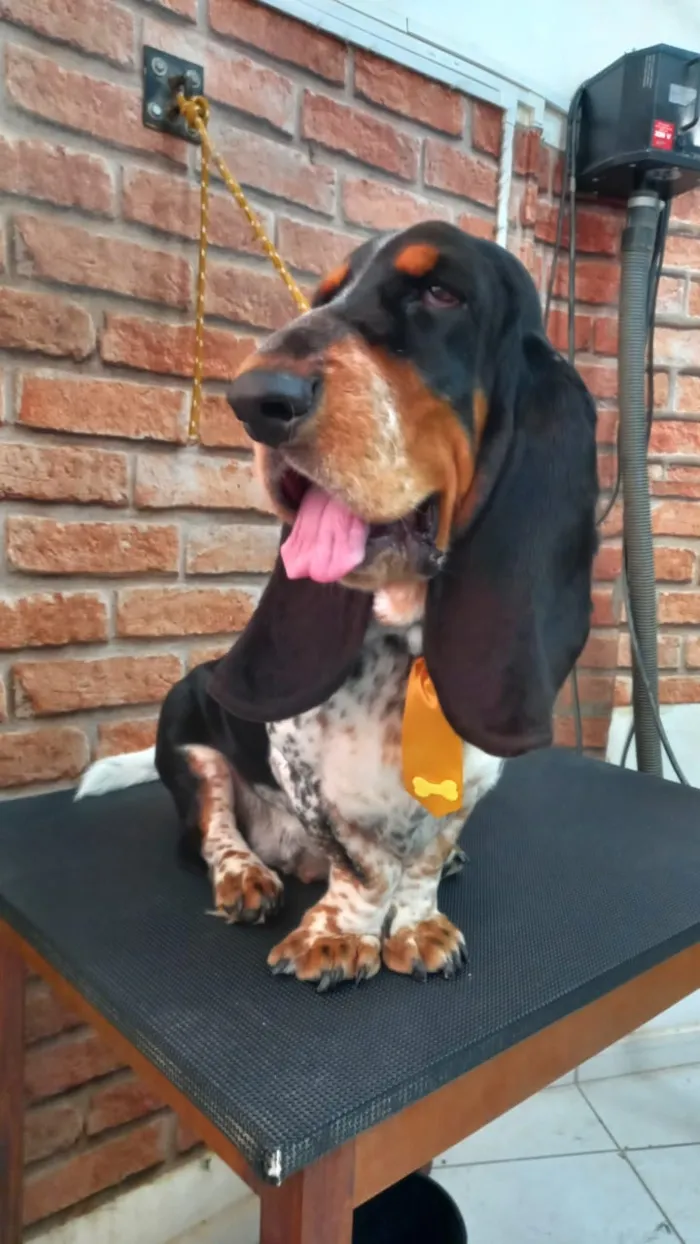 Cachorro raça Basset-Cofap idade 6 ou mais anos nome Otto