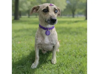 Cachorro raça SRD-ViraLata idade 1 ano nome Dora