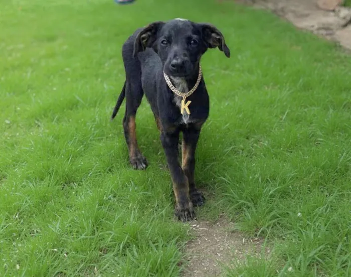 Cachorro raça SRD-ViraLata idade 2 a 6 meses nome Kira
