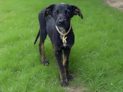 Cachorro raça SRD-ViraLata idade 2 a 6 meses nome Kira