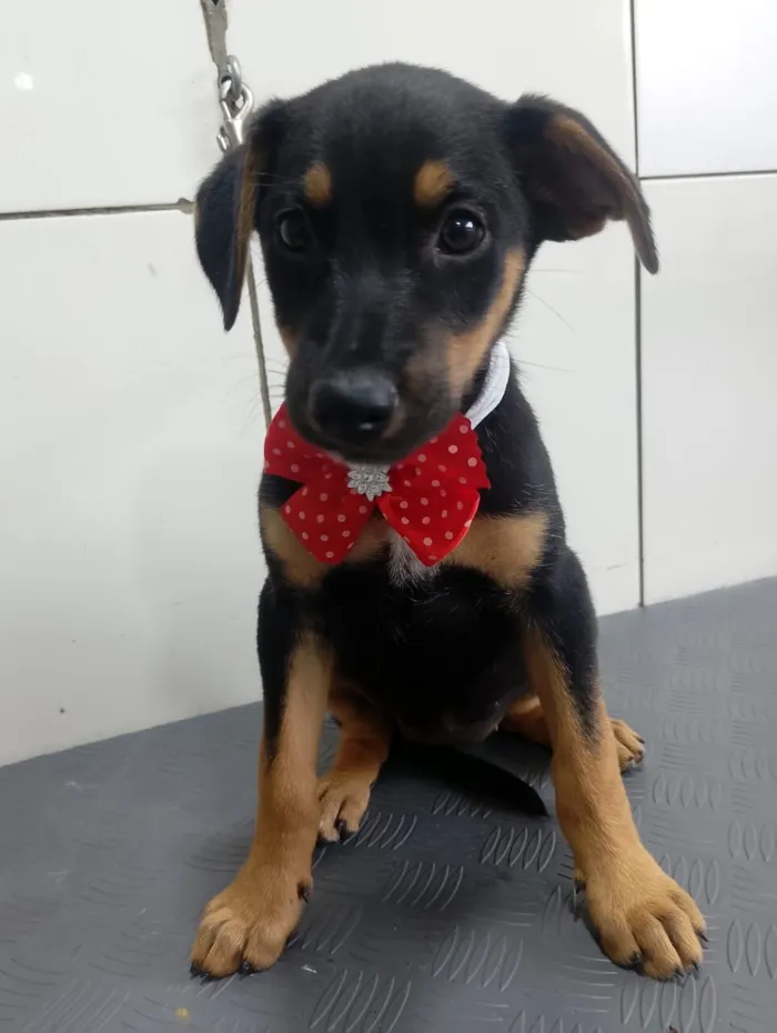 Cachorro raça SRD-ViraLata idade 2 a 6 meses nome Jade