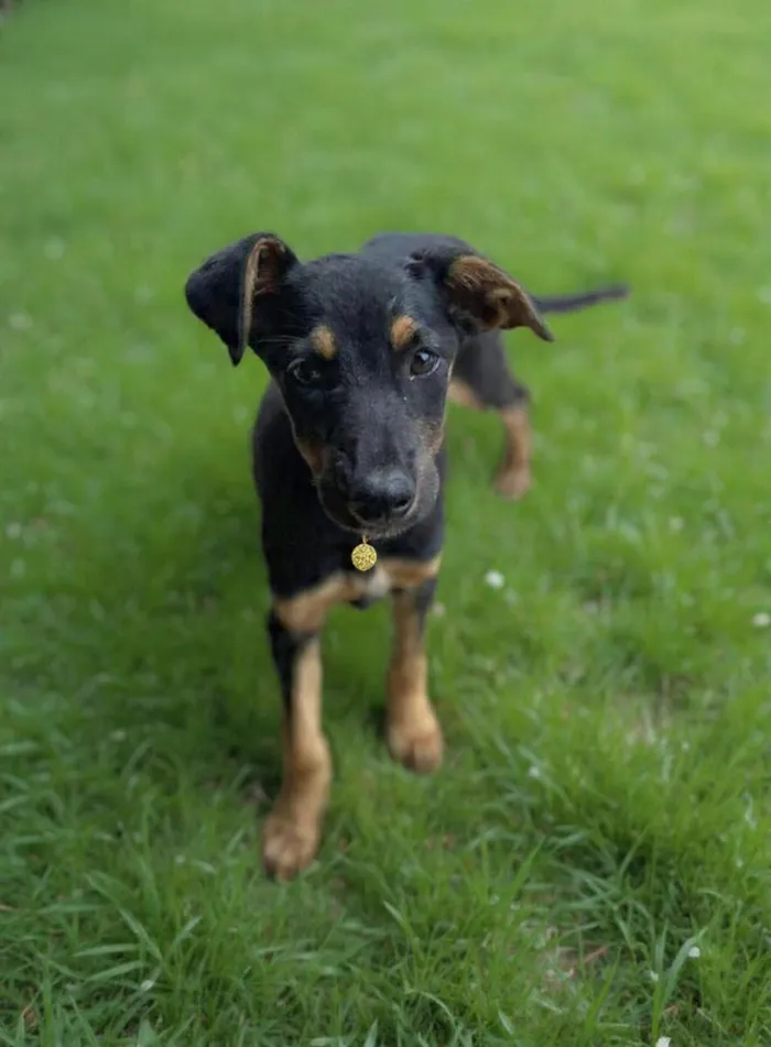 Cachorro raça SRD-ViraLata idade 2 a 6 meses nome Jade
