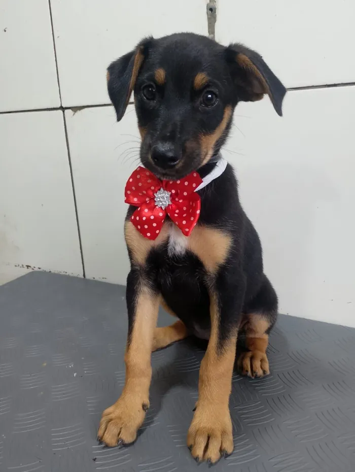 Cachorro raça SRD-ViraLata idade 2 a 6 meses nome Jade