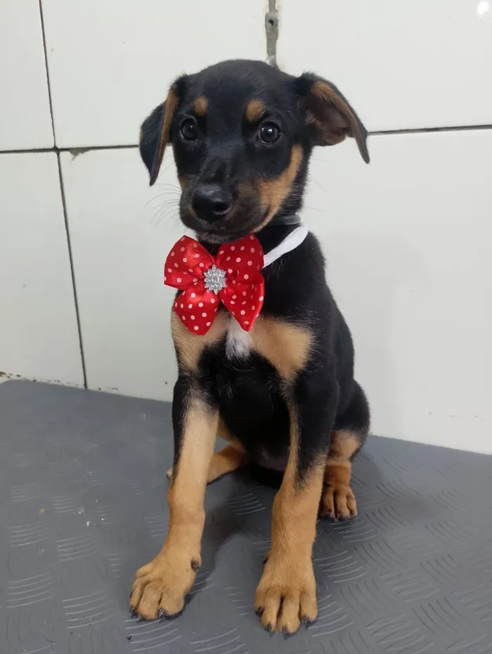 Cachorro raça SRD-ViraLata idade 2 a 6 meses nome Jade