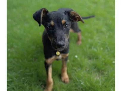 Cachorro raça SRD-ViraLata idade 2 a 6 meses nome Jade