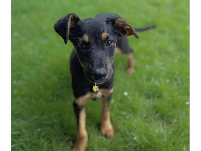 Cachorro raça SRD-ViraLata idade 2 a 6 meses nome Jade