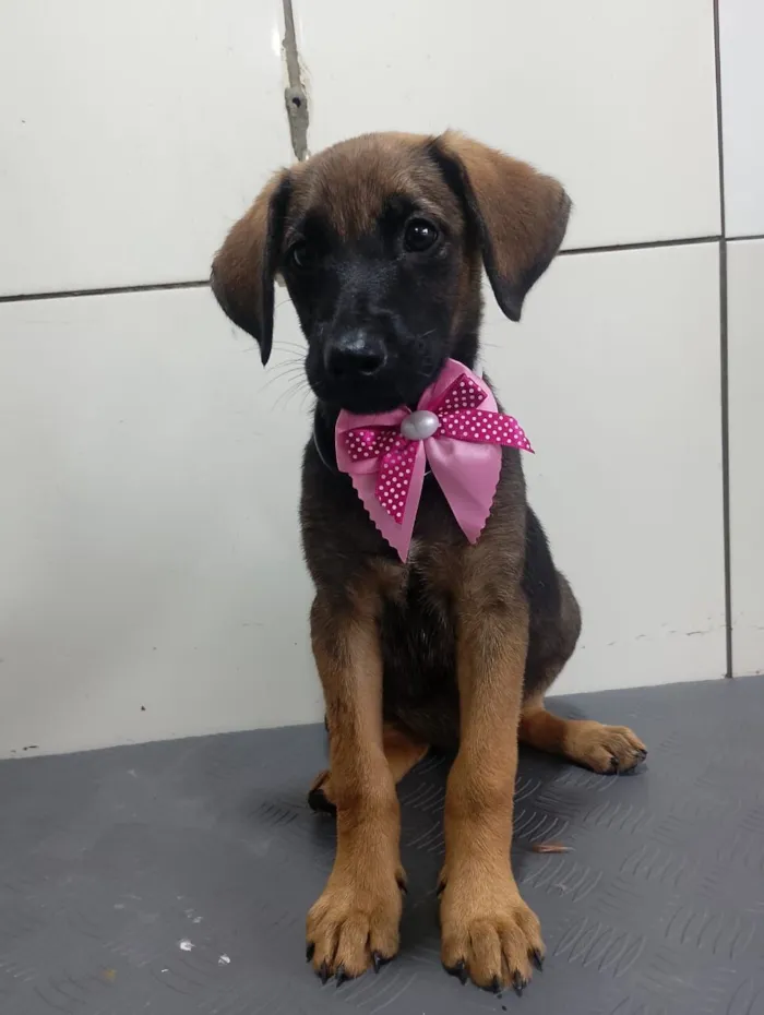 Cachorro raça SRD-ViraLata idade 2 a 6 meses nome Maya