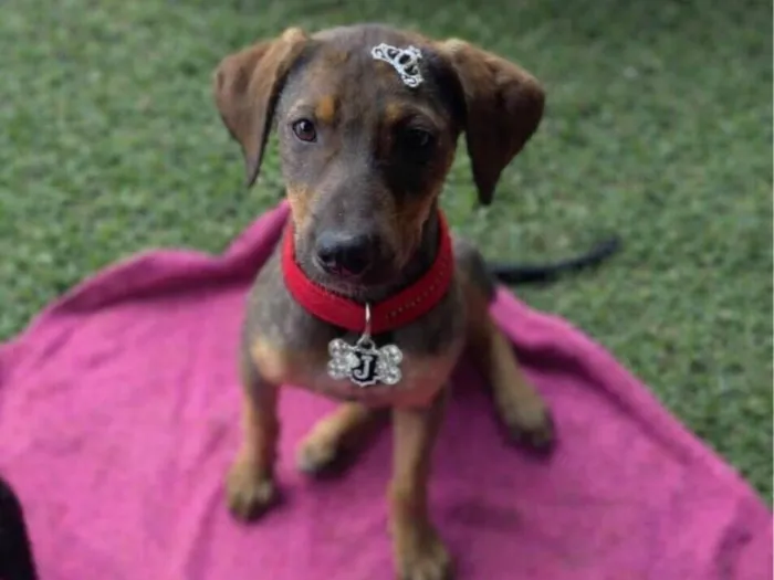 Cachorro raça SRD-ViraLata idade 2 a 6 meses nome Maya