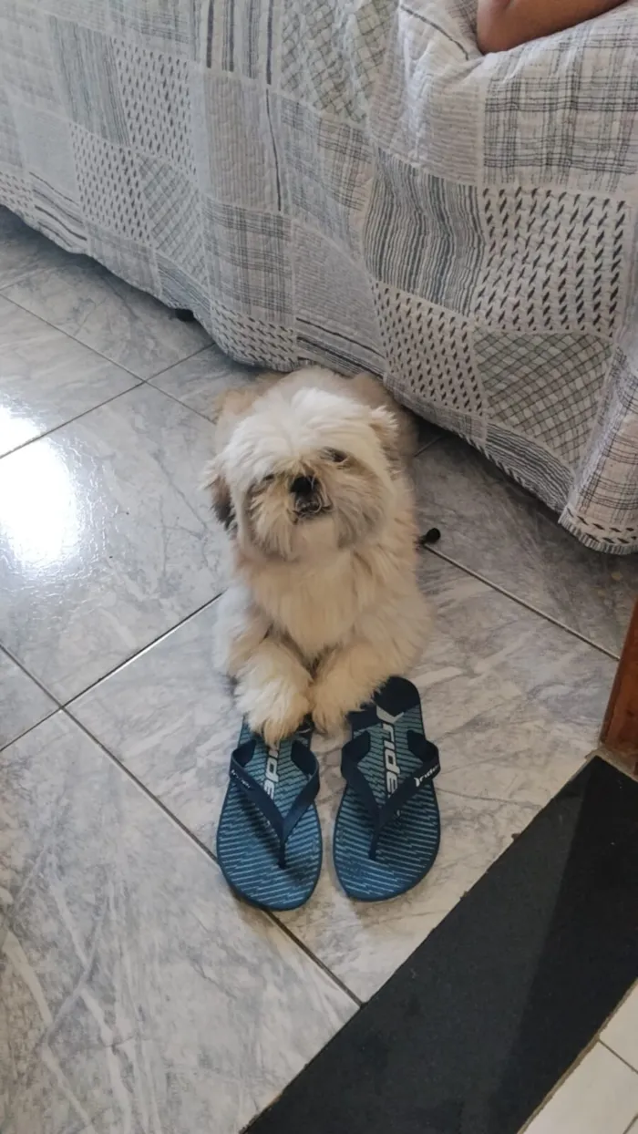 Cachorro raça Shitzu idade 4 anos nome loki