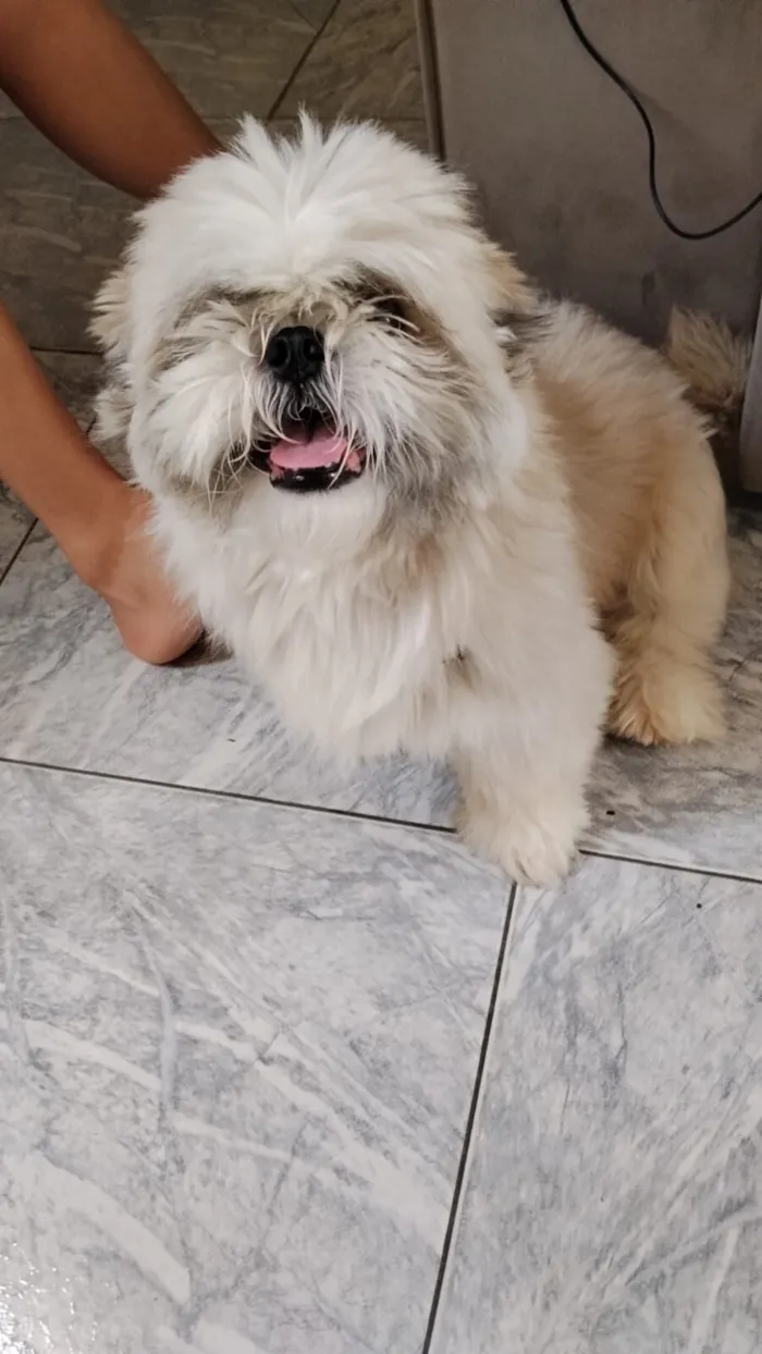 Cachorro raça Shitzu idade 4 anos nome loki